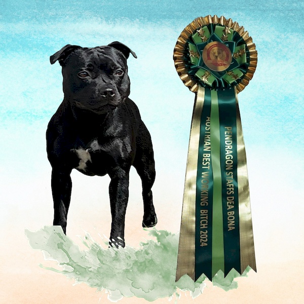 PENDRAGON STAFFS DEA BONA