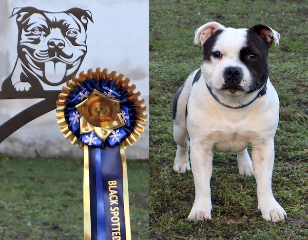 BLACK SPOTTED ICE VON DONGCHAROEN